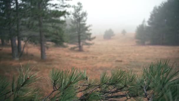 Cinematic shot of misty autumn forest with pine branch in the foreground. — Stock Video