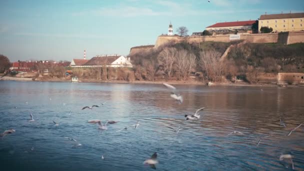 Vista cinematográfica de la fortaleza de Petrovaradin, Novi Sad, Serbia — Vídeo de stock
