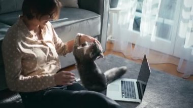 Genç oyuncu kedi, evinde dizüstü bilgisayarla çalışırken sahibine saldırıyor.
