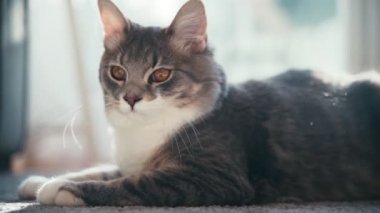 Oturma odasındaki halıya uzanmış güzel, neşeli, gri bir kedi.