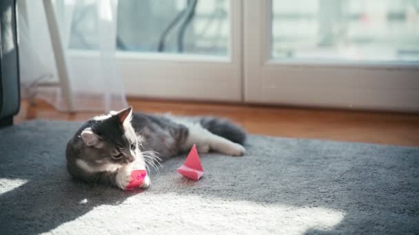 Un lindo gato gris esponjoso jugando con un juguete en la alfombra en la sala de estar. — Vídeos de Stock