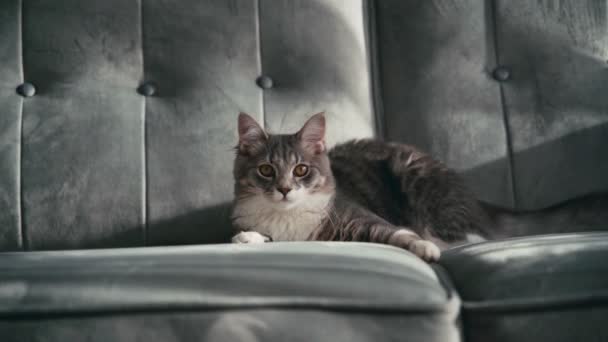 Portrait of an adorable grey cat lying on a couch — Stock Video