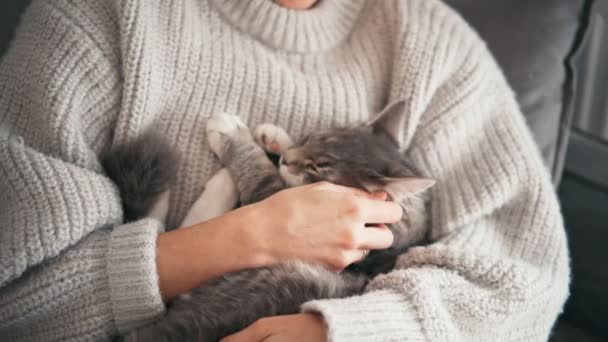 A cozy close-up shot of a young woman strokes a grey sleepy cat — Stock Video