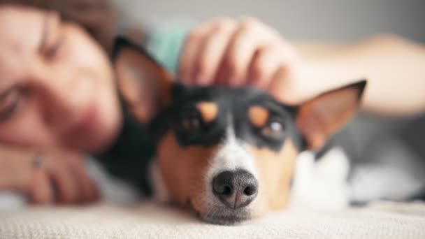 弁財天の犬の顔のクローズアップショット。ベッドの上に横になって犬を撫でている女の子. — ストック動画