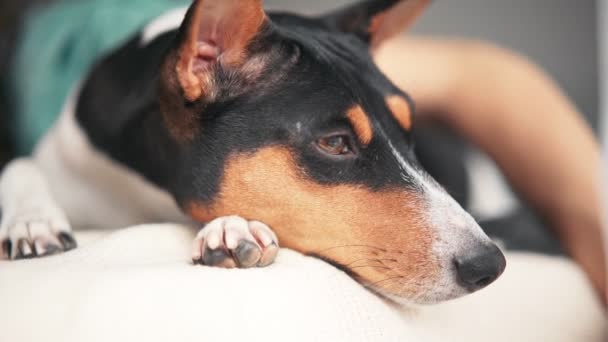 Närbild skott av basenji hundar ansikte. En sömnig hund ligger på sängen.. — Stockvideo