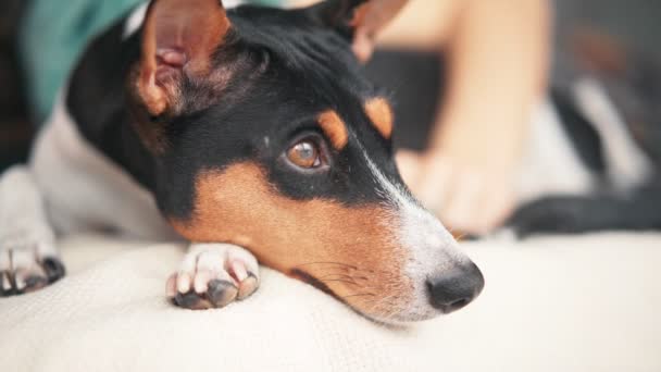 Nahaufnahme von Basenji-Hunden im Gesicht. Ein schläfriger Hund liegt auf dem Bett. — Stockvideo