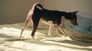 Yatak odasındaki yatakta tatlı bir Basenji köpeği yürüyor.
