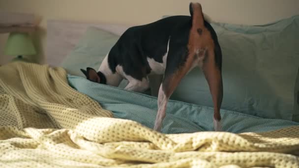 Un lindo perro basenji trata de arrastrarse debajo de las sábanas en la cama en el dormitorio. — Vídeo de stock