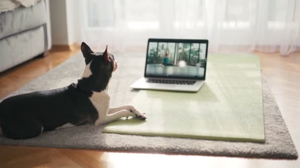 Een schattige hond ligt op een yogamat in de woonkamer en kijkt naar een video — Stockvideo