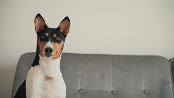 Portrait d'un mignon chien Basenji assis sur un canapé gris — Video