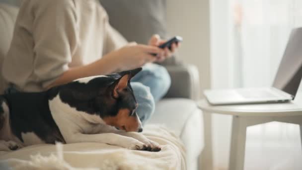 Un chien basenji mignon est allongé sur un canapé, tandis que son propriétaire travaille sur un ordinateur portable — Video