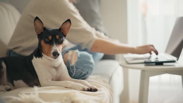Egy aranyos basenji kutya fekszik a kanapén, miközben a gazdája egy laptopon dolgozik. — Stock videók