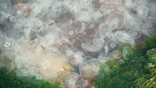 Muitas medusas da lua flutuando na água do mar azul claro. — Vídeo de Stock