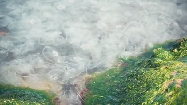 Beaucoup de méduses de lune flottant dans l'eau de mer bleu clair. — Video