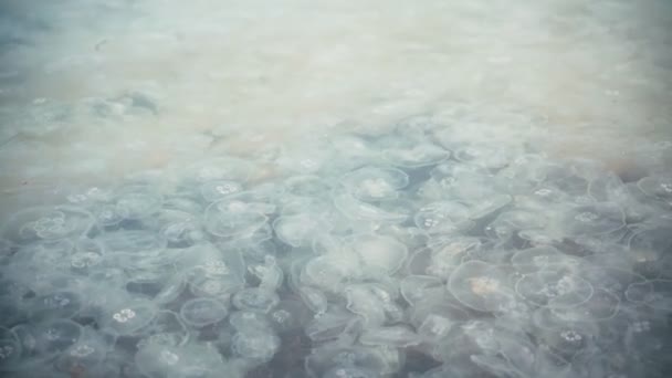 Muchas medusas de luna flotando en el agua de mar azul claro. — Vídeos de Stock