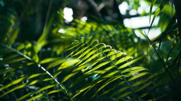 En närbild av ljusgröna tropiska blad med sol bakgrundsbelysning. — Stockvideo