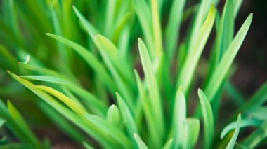 Parlak yeşil çimlerin rüzgarda sallanışını yakından çek.