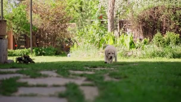 Petite maladroite chiot récupérateur mignon marche sur la pelouse arrière — Video
