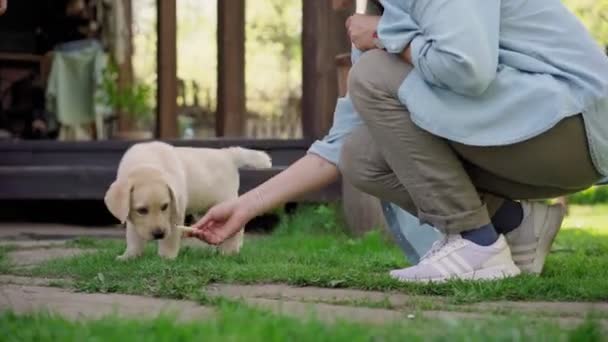 Mujer joven alimentando a su lindo cachorro labrador juguetón con pequeños pezones al aire libre — Vídeos de Stock