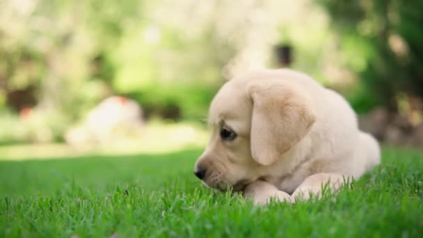 A cute little labrador puppy eats a small treat outdoors — Stock Video