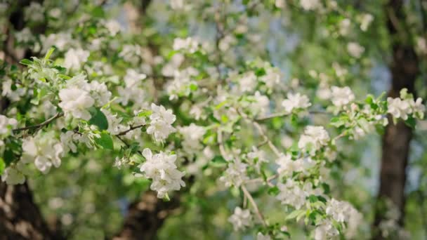 Ramas de cerezo en plena floración con flores blancas — Vídeos de Stock