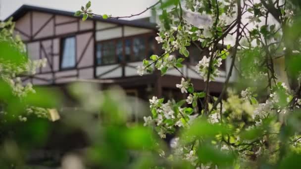 Skandynawski dom wiejski przestrzelony przez gałęzie kwiatu białego jabłka — Wideo stockowe