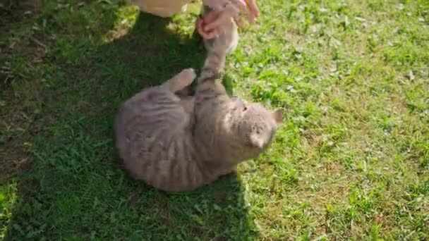 Милый серый игривый кот кусает своих владельцев за руку — стоковое видео
