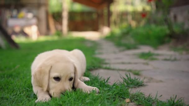 Un lindo cachorro labrador come un pequeño regalo al aire libre — Vídeos de Stock
