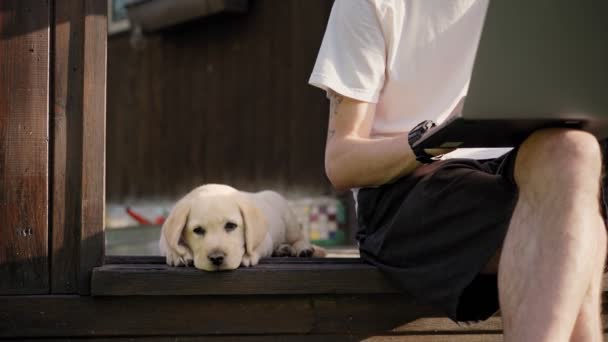Labrador štěně lže a zívá poblíž svého majitele, zatímco on pracuje na notebooku — Stock video