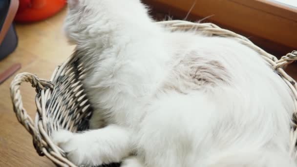Een schattige slaperige witte Munchkin kat liggend in een rieten mand. — Stockvideo