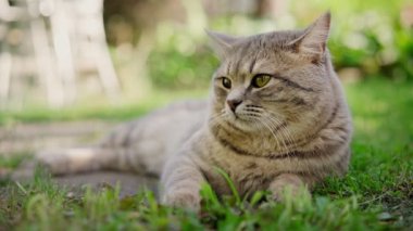 Şirin gri tembel kedi yeşil çimlerde uzanıyor ve merakla etrafına bakıyor.