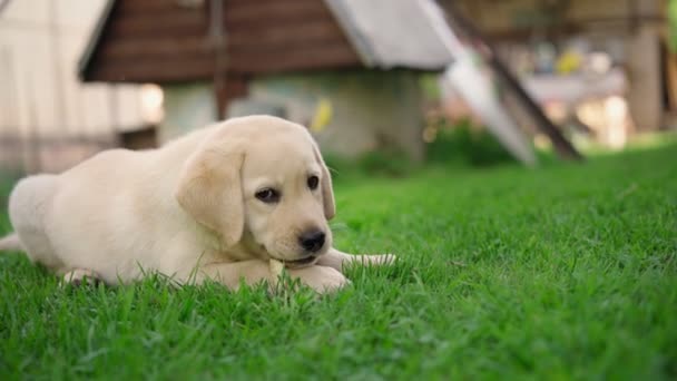 Słodki szczeniaczek labrador zjada mały poczęstunek na świeżym powietrzu — Wideo stockowe