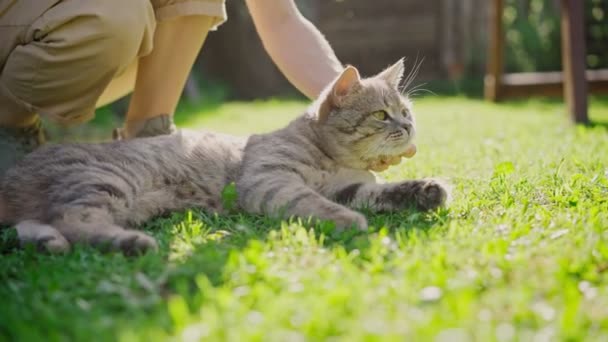 Niedliche graue Katze liegt auf grünem Gras, während ihr Besitzer ihn sanft streichelt — Stockvideo