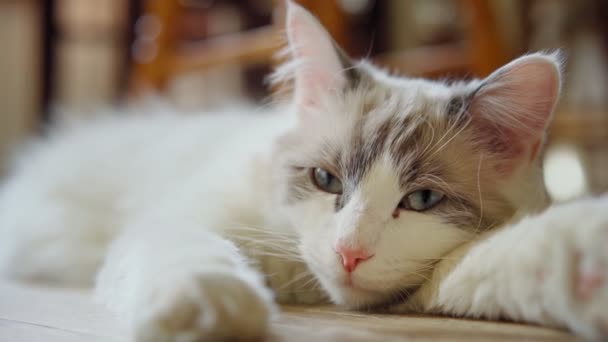Tatlı, uykulu, beyaz kedi yerde yatıyor. — Stok video