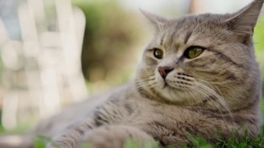 Şirin gri tembel kedi yeşil çimlerde uzanıyor ve merakla etrafına bakıyor.