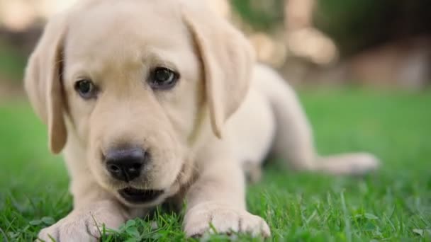 可愛い小さなラブラドール子犬は屋外で小さな御馳走を食べる — ストック動画