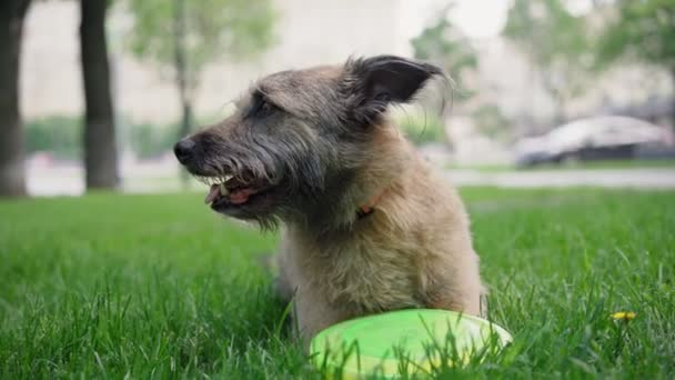 Милая мохнатая собака лежит на траве в парке с летающим диском — стоковое видео