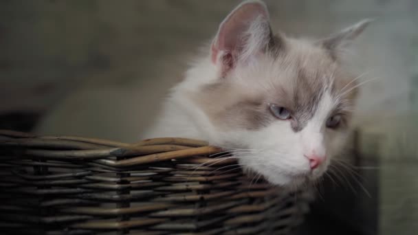 Een schattige slaperige witte Munchkin kat liggend in een rieten mand. — Stockvideo