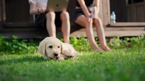 Roztomilé malé labrador štěně kousne klacek, zatímco leží na trávě — Stock video