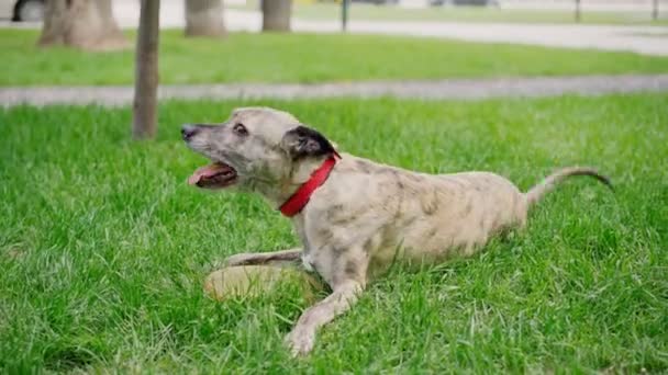 Egy aranyos, érzelmes kutya hazudik, ugat és hempereg a parkban a fűben. — Stock videók