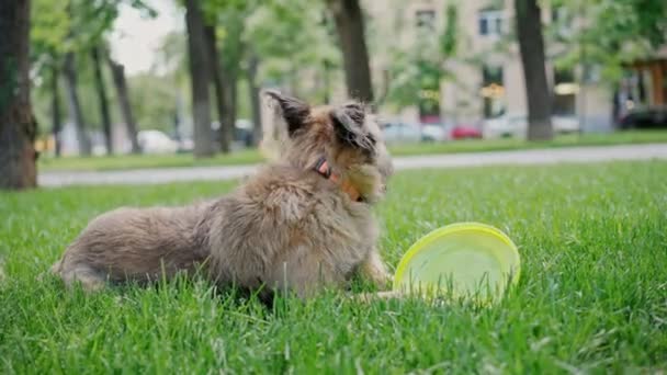 Egy aranyos bozontos kutya fekszik a parkban a füvön egy repülő koronggal. — Stock videók
