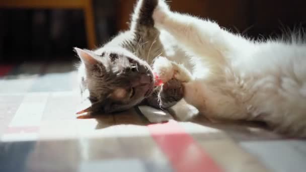 재미있는 고양이 2 마리가 바닥에서 서로 싸우는 모습을 근접 촬영 — 비디오