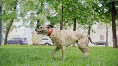 Güzel bir köpek dişlerinde uçan bir diskle parkta çimlerin üzerinde koşar..