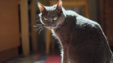 Yerde yeşil gözlü, güzel gri bir kedi oturuyor..