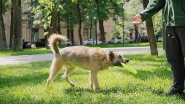 Zdjęcia mężczyzny bawiącego się psami na trawniku w parku. — Wideo stockowe