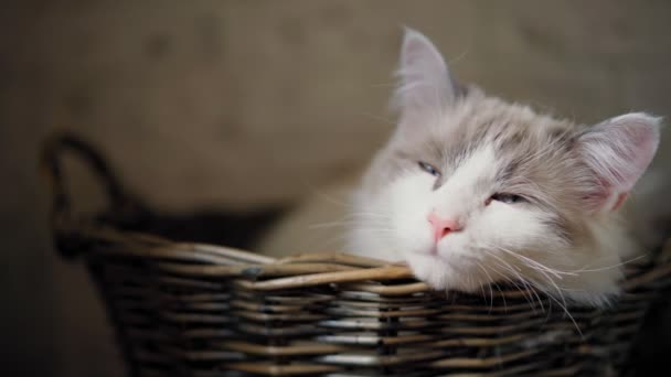 Een schattige slaperige witte Munchkin kat liggend in een rieten mand. — Stockvideo