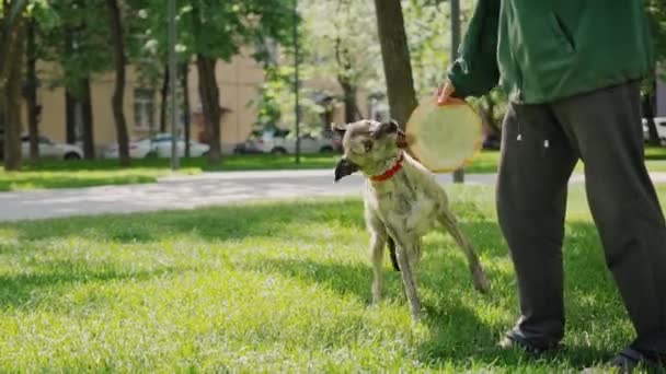 Filmagem cinematográfica de um homem brincando com seus cães em um gramado do parque — Vídeo de Stock