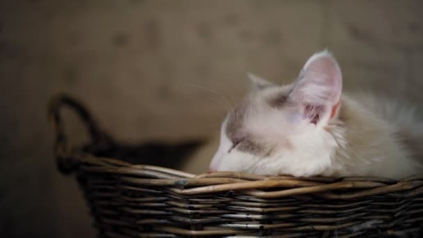 바구니 속에 누워 있는 귀엽고 졸린 흰 멍친 고양이. — 비디오