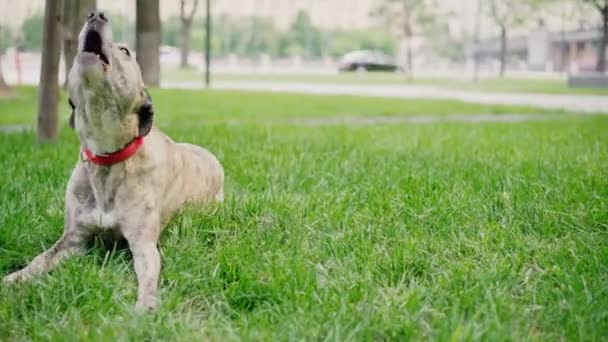 Egy aranyos, érzelmes kutya hazudik, ugat és hempereg a parkban a fűben. — Stock videók