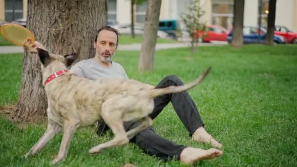 Yakışıklı bir adam akıllı gri köpeğiyle uçan disk çalıyor. — Stok video